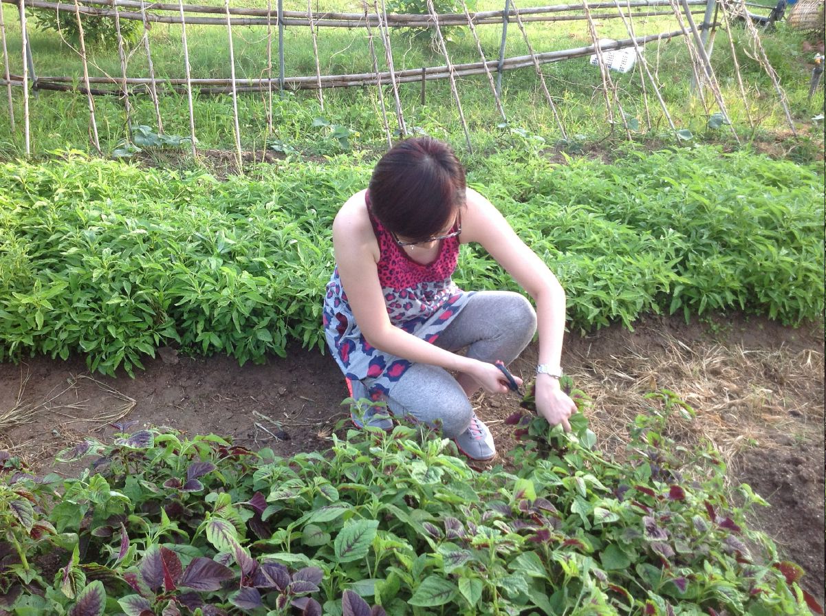 20100715Organic Farm25